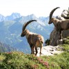 8 sky-race stambecchi forcella inferno